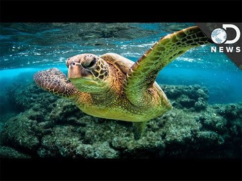 GENbio's tweet image. #GENvideo: Can lab-grown super-performing corals save the seas? ow.ly/WioYe