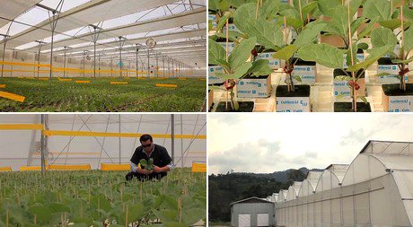Mexican plant breeder gets competitors on their way
hortidaily.com/article/23147/…