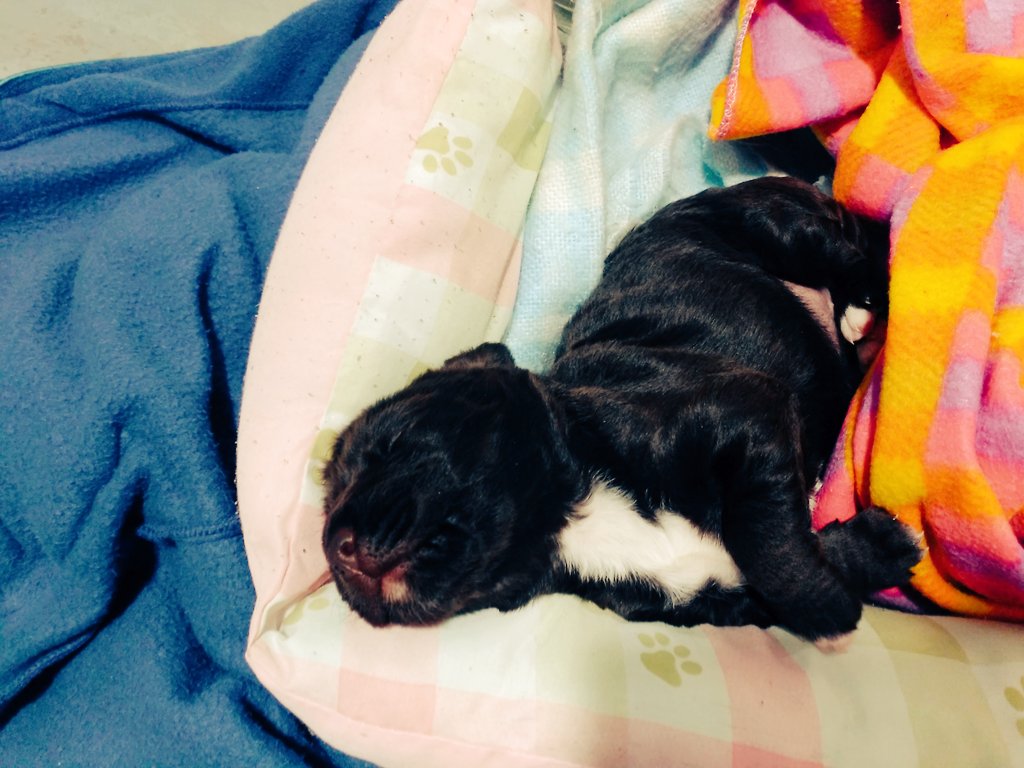 <a href="/ristomejide/">Risto Mejide</a> no querrás un cachorrin recién abandonado de 10 días? O ayudarme con un RT?