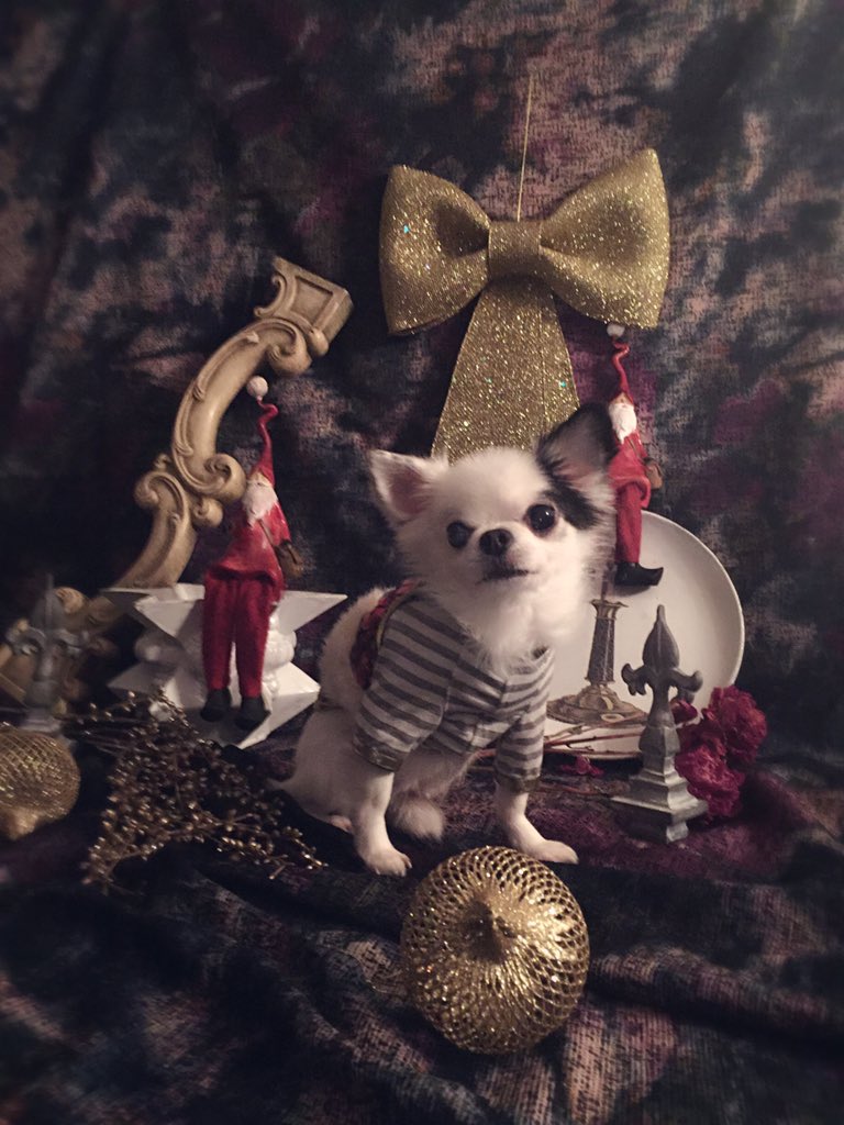 rinbara's tweet photo. プレゼントの服を着て今年最大のご満悦 #Gversion #メリークリスマス #明日は10歳の誕生日 #よかったな https://t.co/xbmXcM3W8k