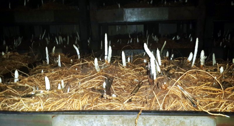 Our indoor forcery for white asparagus! #spargel #asparagus #asperges #kuşkonmaz #アスパラガス