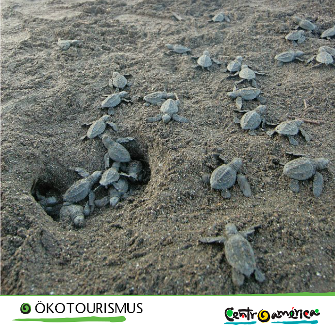 visitcentroamer's tweet photo. #laichen #Schildkröte #Okotourismus #mittelAmerika #Latainamerika #Entdecekn #Reise #Abenteuer https://t.co/7PiqJZ0PlC
