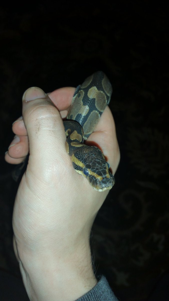 Ballpython2016's tweet image. 