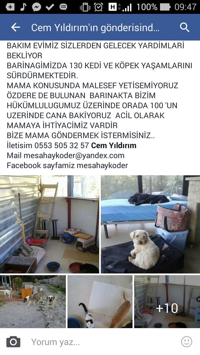Kedi evimizde mamamiz az kaldi  yardim edermisiniz #yardım  #mama #kediasktır #kedi