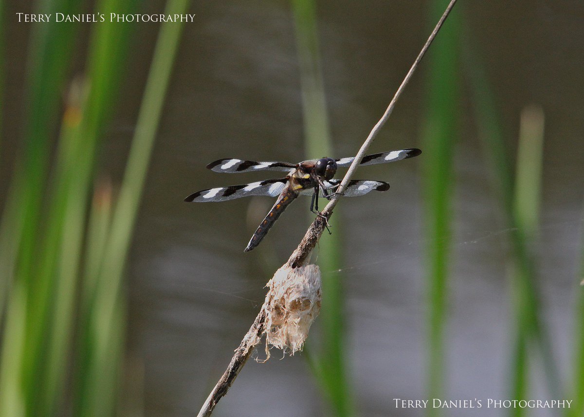 tdanielsphoto's tweet photo. #wetlands #safe_water @DUContario @ducanada @StixnStonesInc @NatureCanada @naturewilds @OntarioNature cheers all. https://t.co/kfssjVfMIN