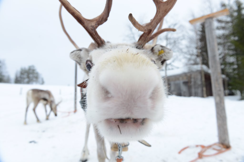 deroelseh's tweet photo. @jpw305 Dude, have a great time. Hope you see the fuzzy lights. Reindeer, cute and tasty https://t.co/F8tvbJPmxP