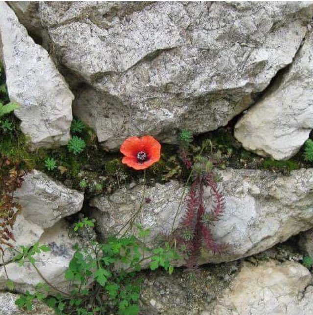 TehranTravel's tweet photo. #iran #lorestan province #TehranTourist https://t.co/Xy1px8YxB7