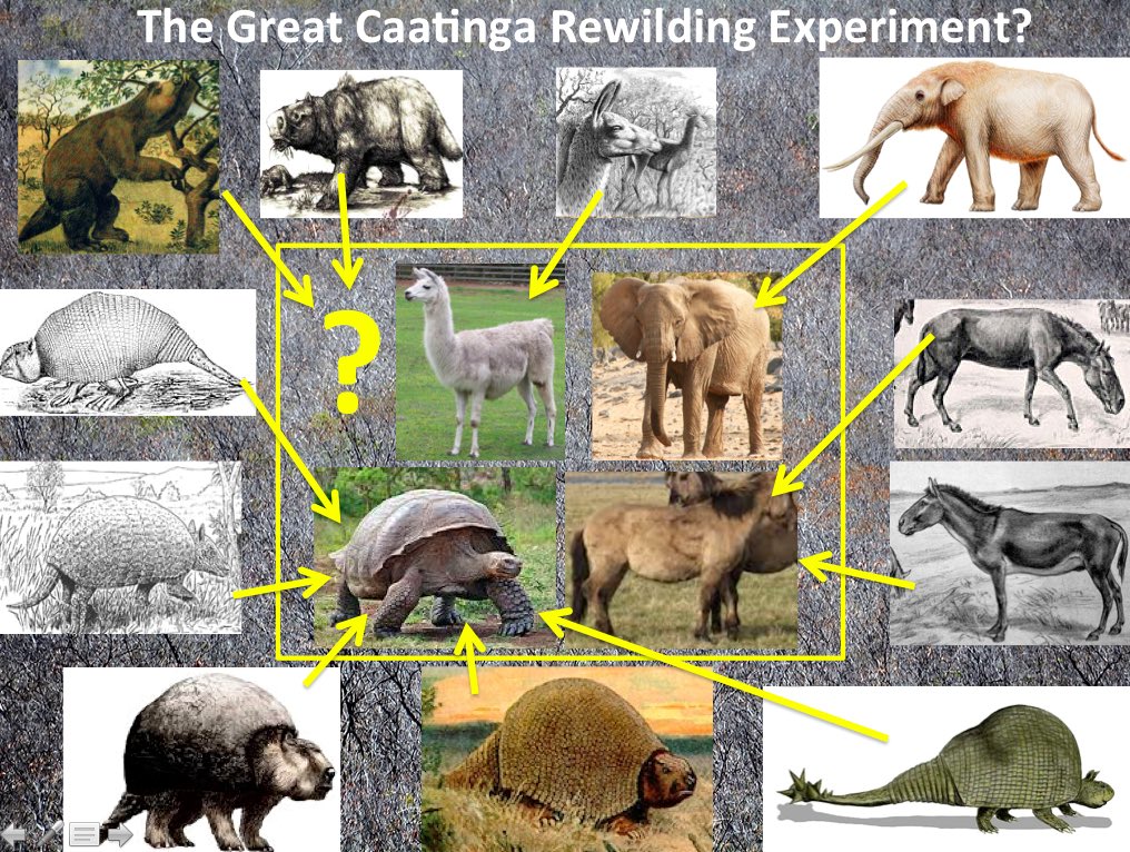 prjepson's tweet photo. Looking forward to presenting on #rewilding at @UfalOficial @PPGDIBICT #Brazil https://t.co/N9CibunHYI