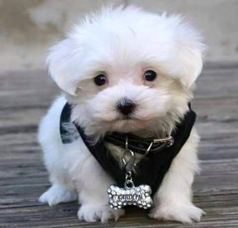 helloparma's tweet image. 