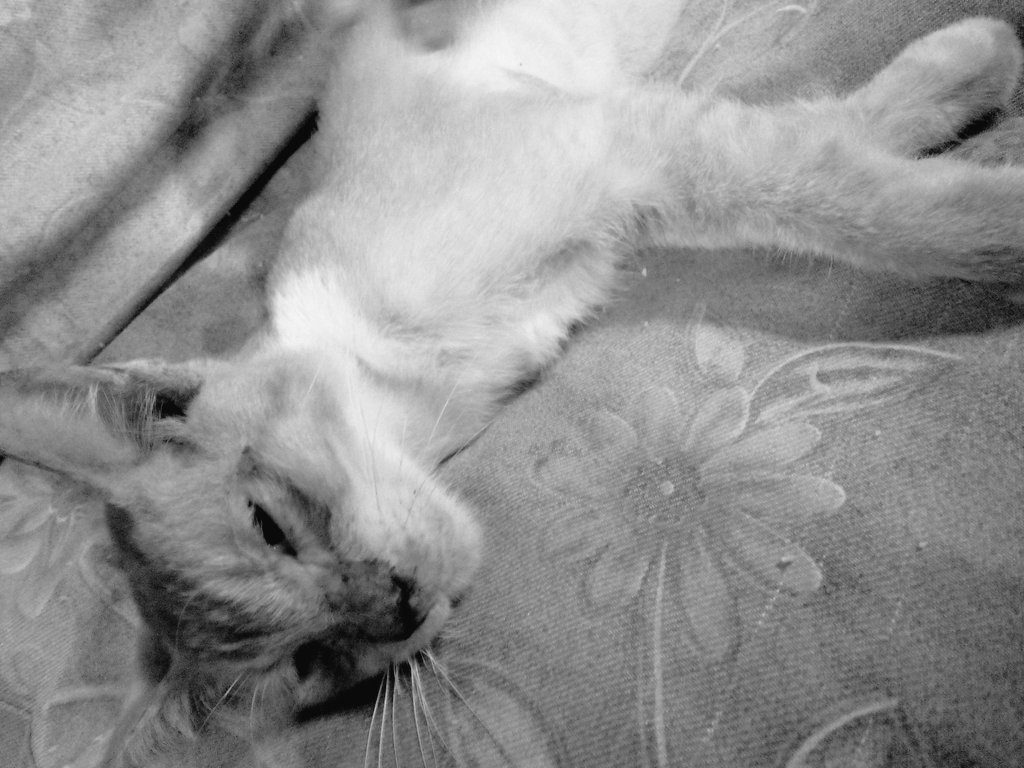 AzmariaNajwa's tweet image. Rest in peace Oren 💕 😭 #17dec2015