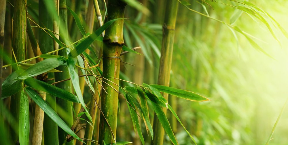 StretchHose's tweet photo. Did you know: Bamboo is one of the fastest growing #plants in the world; it can grow up to 35 inches in a day. https://t.co/uIxmFkoYke