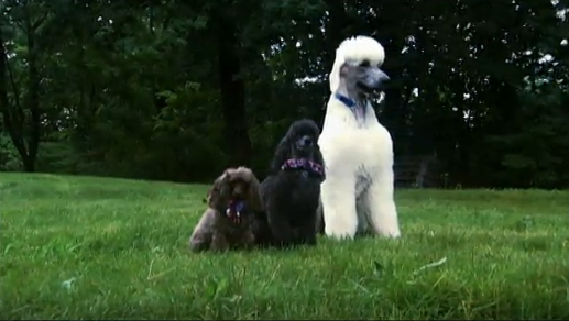 AnimalPlanet's tweet photo. Don't let the poodle's foo foo looks fool you: this is one smart dog! >> https://t.co/10huLG51HU https://t.co/5sGQWTu7qY