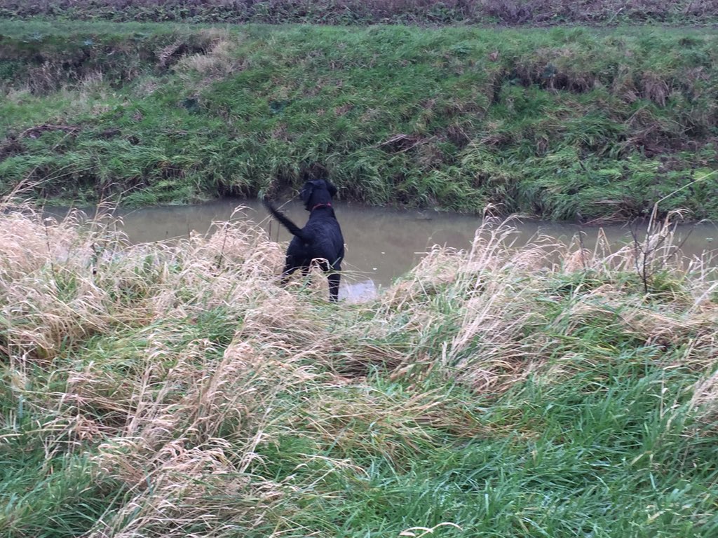 missbonniedog's tweet image. River has gone a very funny colour. Still swam tho #iamlab