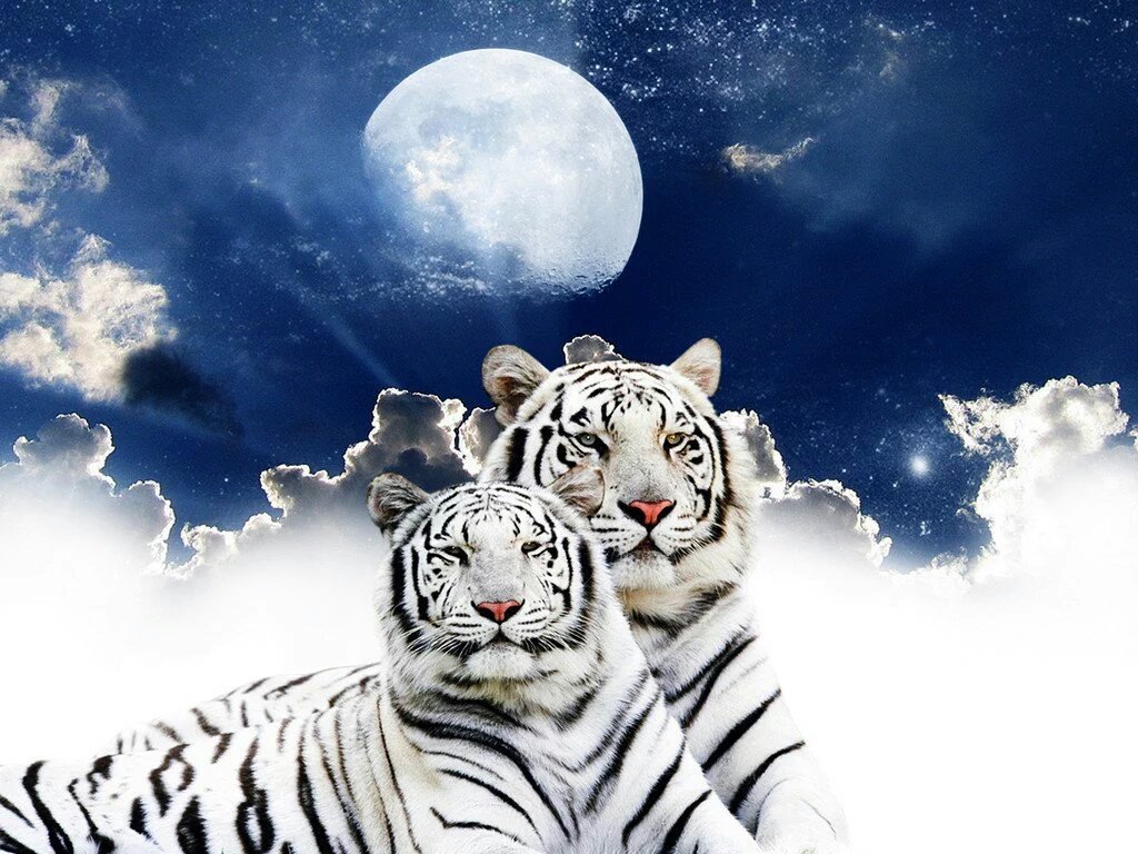 Vicky (@vbudhu18) on Twitter photo 