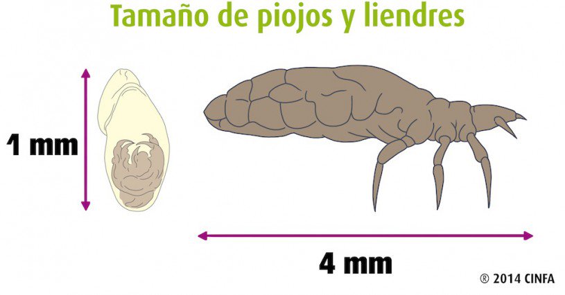 CinfaSalud's tweet photo. Falsos mitos sobre los #piojos. https://t.co/Slbap2t11j https://t.co/whKAHtKATy