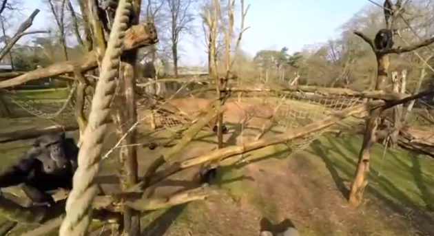 kekoolit's tweet photo. I #Video più assurdi fatti agli #Animali con i... #Droni
https://t.co/BuEAGYuERI https://t.co/SYsfU7tbKR