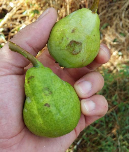 #RioNegro Temporal de granizo causó estragos en la fruta goo.gl/JB5at5 vía <a href="/rionegrocomar/">Diario Río Negro</a> Cc <a href="/apriledaniel/">Daniel Aprile</a>