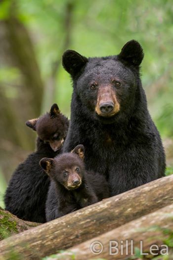 dodo's tweet image. In the course of only six days, 472 black bears were legally shot and killed in New Jersey. thedo.do/1lPL8nA