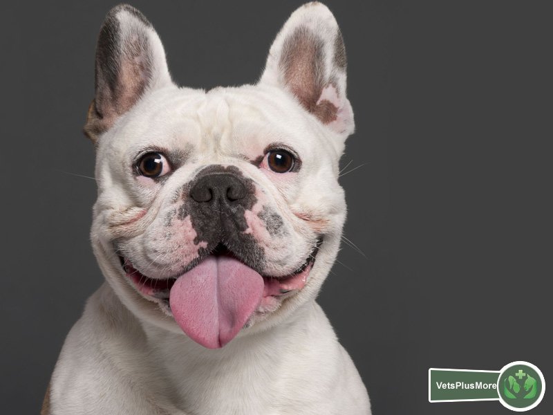 VetsPlusMore's tweet photo. #DidYouKnow a dog’s sense of hearing is approximately 10 times more acute than a human’s? #CanineFact #VetsPlusMore https://t.co/gmPGiJsgxW