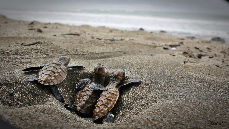 _BlueSolutions's tweet photo. #Transnational Hawksbill #Turtle Recovery:
https://t.co/1nVeGzJMCm
by @ICAPO_VOLUNTEER &amp; @oceanfdn
#Ocean Optimism https://t.co/7JGa1jTb3e