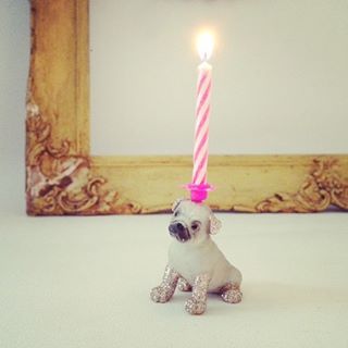 Joy_PhotoCam's tweet photo. #pug #style @lolabeaudesign see the stunning range https://t.co/byYMmAOFj1 #OPBCo 🌟 https://t.co/8ZuXIYJlpm https://t.co/6ahtLR8AqN