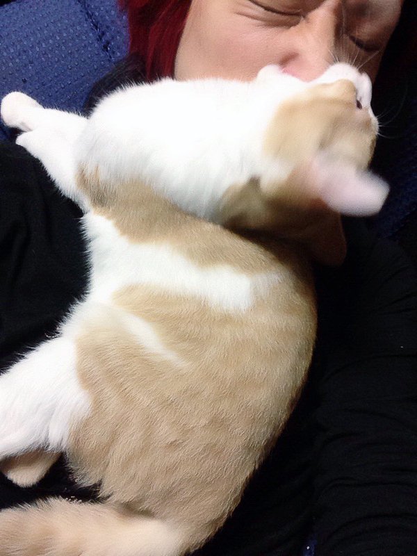 猟奇偏愛ヴィジュアル系ニュースbot On Twitter ニュース The Black Swan 12月23日 18時30分から放送の トコトン掘り下げ隊 生き物にサンキュー Sp に The Black Swan 虎徹の２度目となる出演が決定 Https T Co W6kgtoctck