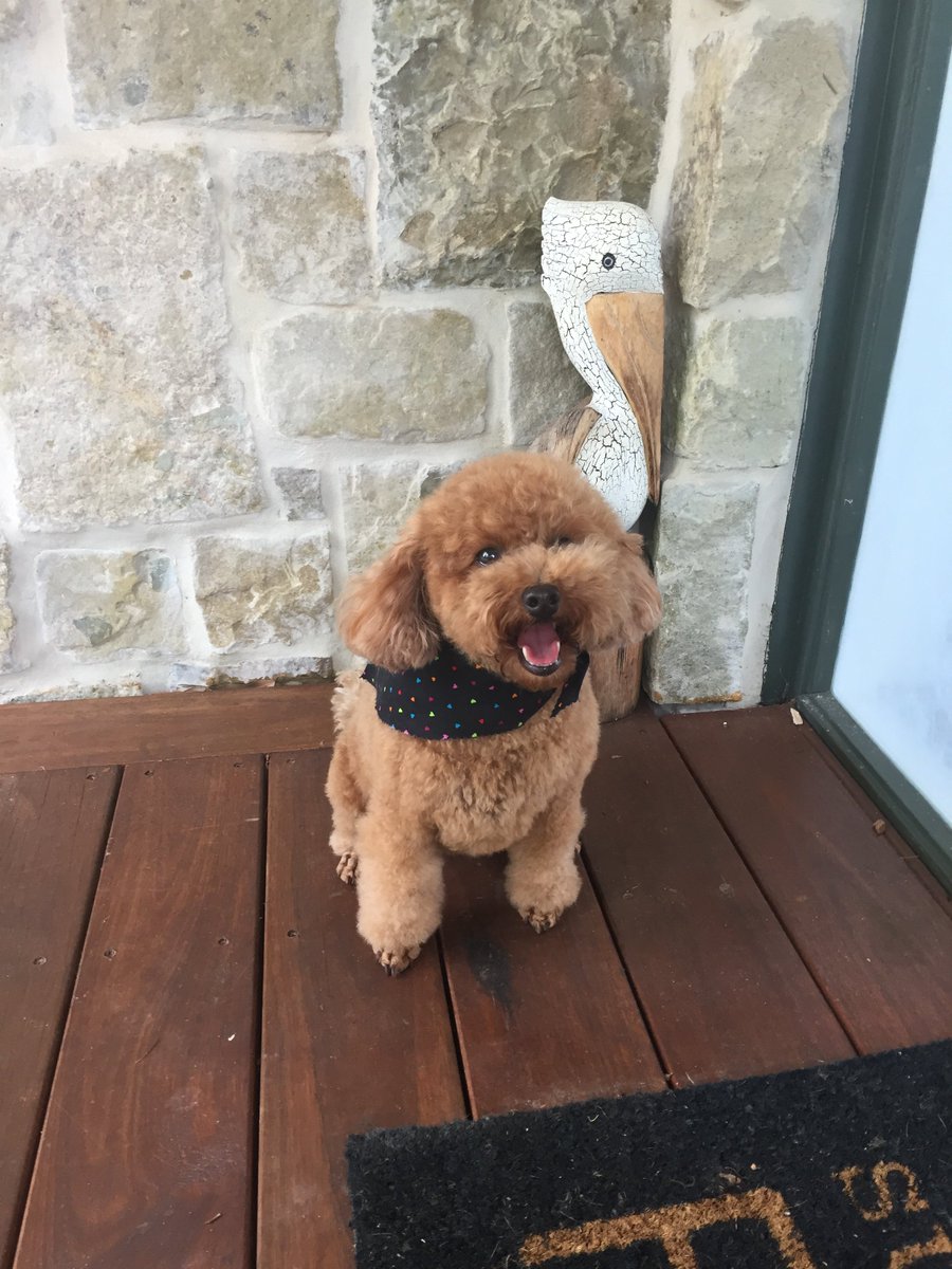 FurFame's tweet photo. Meet Surfie Tide Bailey - Toy Poodle! send your pet photos to info@furfame.com and share with the world! https://t.co/VvlSfNyBRP