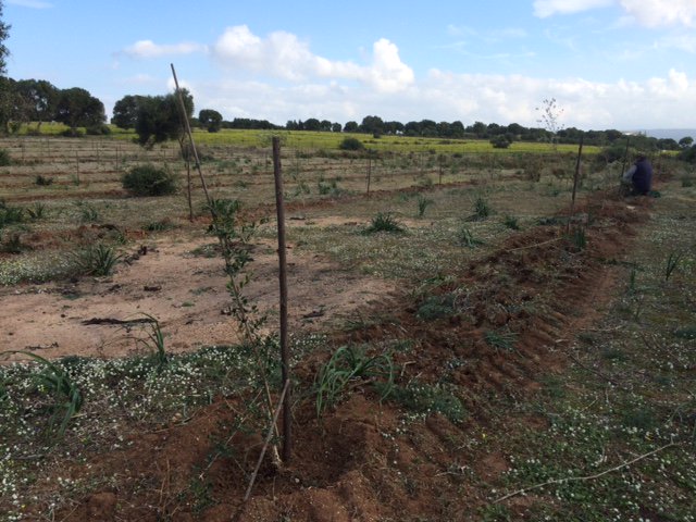 Cacoudev's tweet photo. 1800 olea europea var.Sylvestris with #TerraCottem on 3.5 hecatares for optimal survival rate and growth https://t.co/wztYzLDtIb