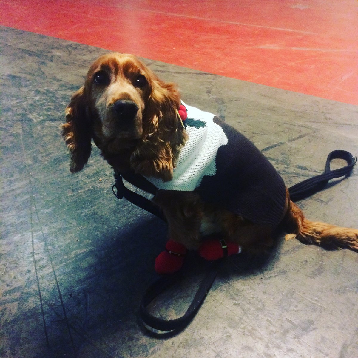 ALO_Modelling's tweet image. Cute little pud! ❤️🎄 @ginger_jasper