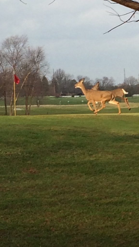 SmockGolfCourse's tweet image. Christmas is getting close.  Get your gift card today! Rudolf and dasher on the 9th green.