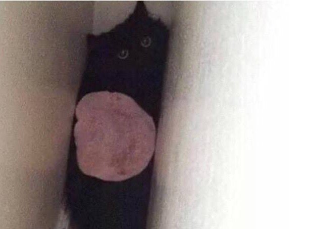 DrollOctopus's tweet image. When ya cat stuck and u throw ham on it