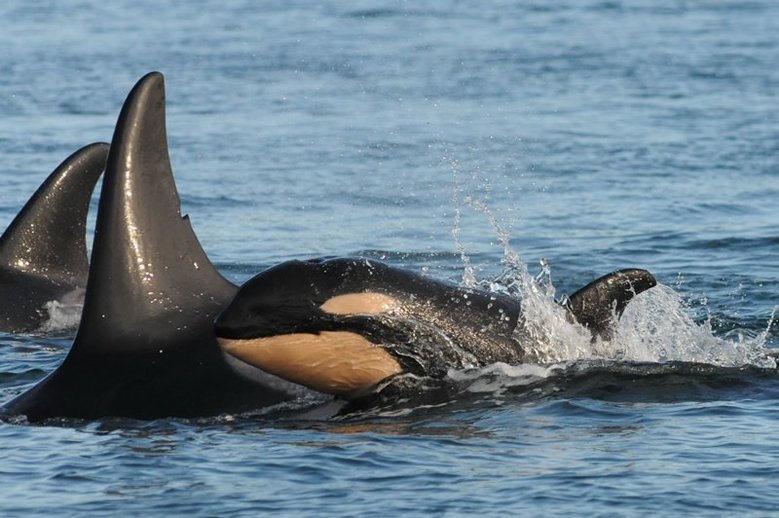 seattletimes's tweet image. Yet another orca baby near the San Juans -- the 8th in the past year. buff.ly/1NremBO