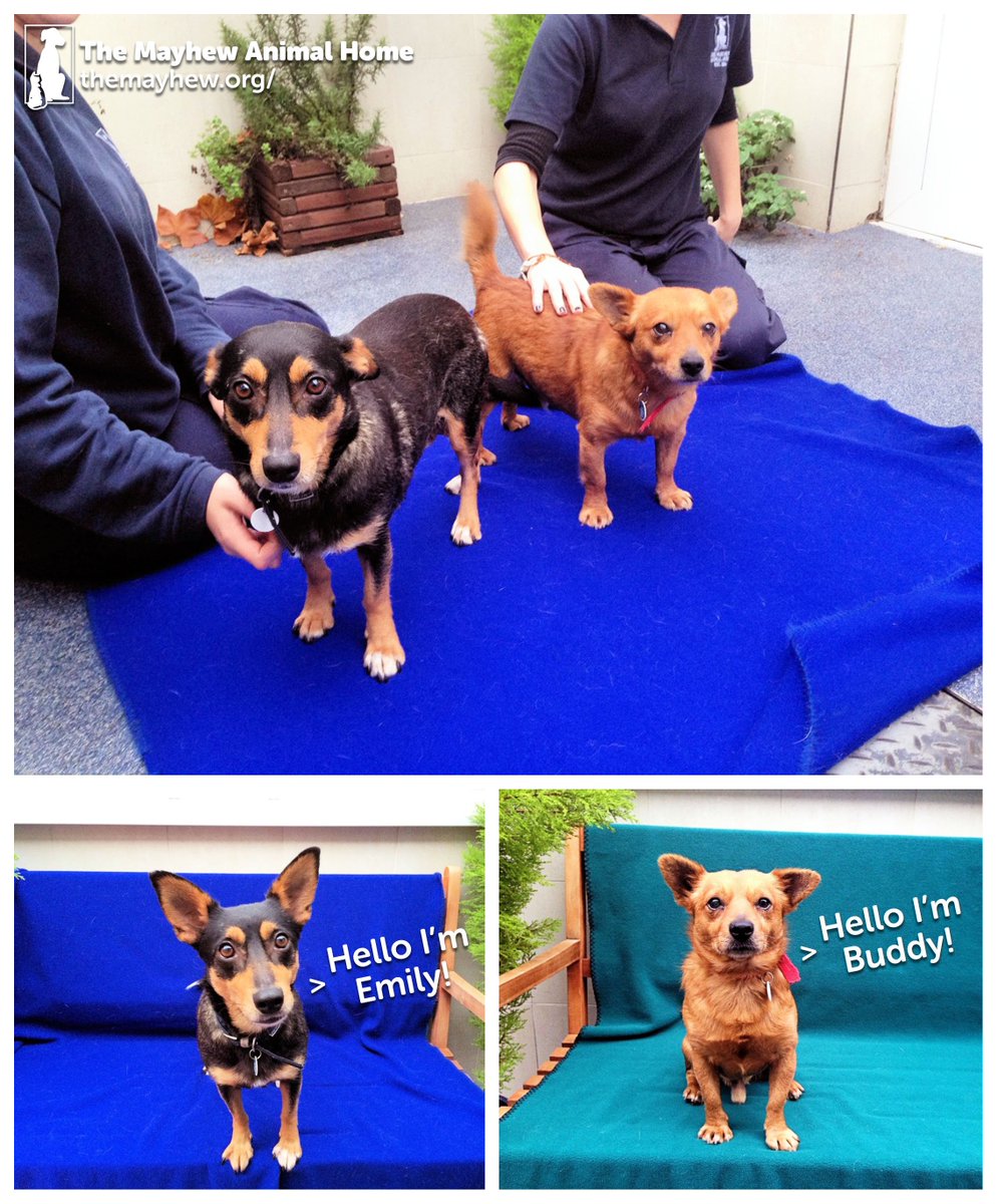 Could you give the gorgeous pair of #dogs Buddy &amp; Emily a second chance at happiness? mayhe.ws/Buddy-Dog