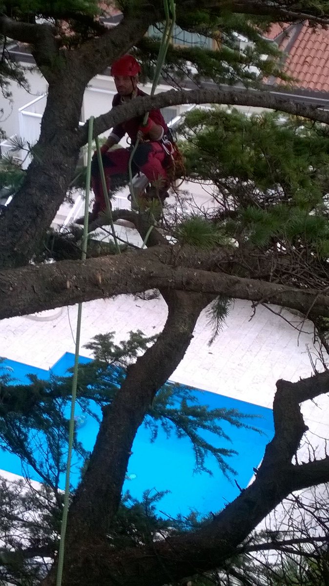 Intervento in #treeclimbing
