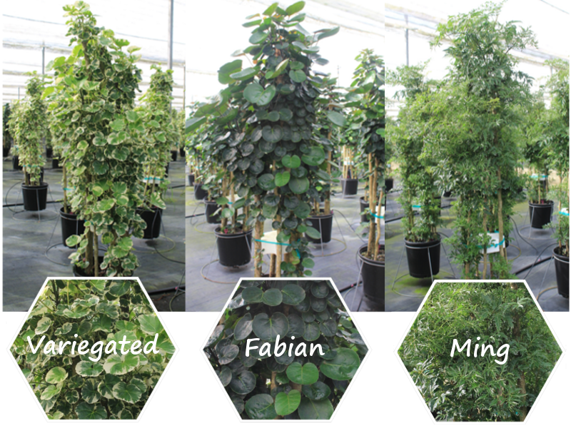 FarmLifeNursery's tweet photo. 10" Aralias coming soon! Look for Balfour Varigated, Fabian &amp; Ming aralias this Jan. Visit us @ TPIE booth  #1227 https://t.co/MKop8NP14q