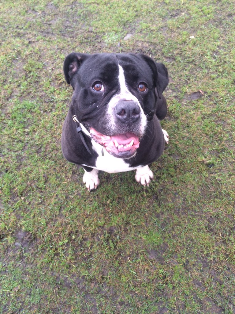 NWDogRescue's tweet photo. She is so damn cheeky! #asha ❤️ https://t.co/1EJGn51dlV