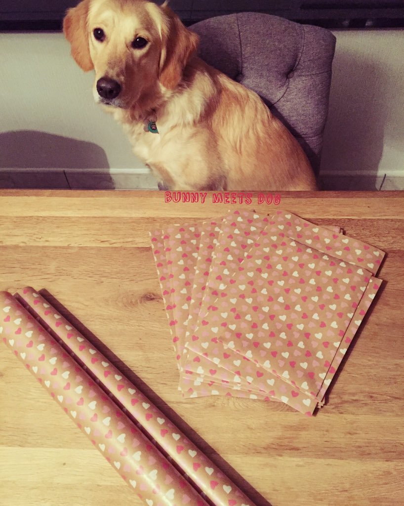 BunnyMeetsDog's tweet photo. Can't wait to get a present 🎄 Lilly 🎀 #goldenretriever #adopt #dontshopadopt #vzwanimaltrust #bunnymeetsdog https://t.co/3XQ5czNqwo