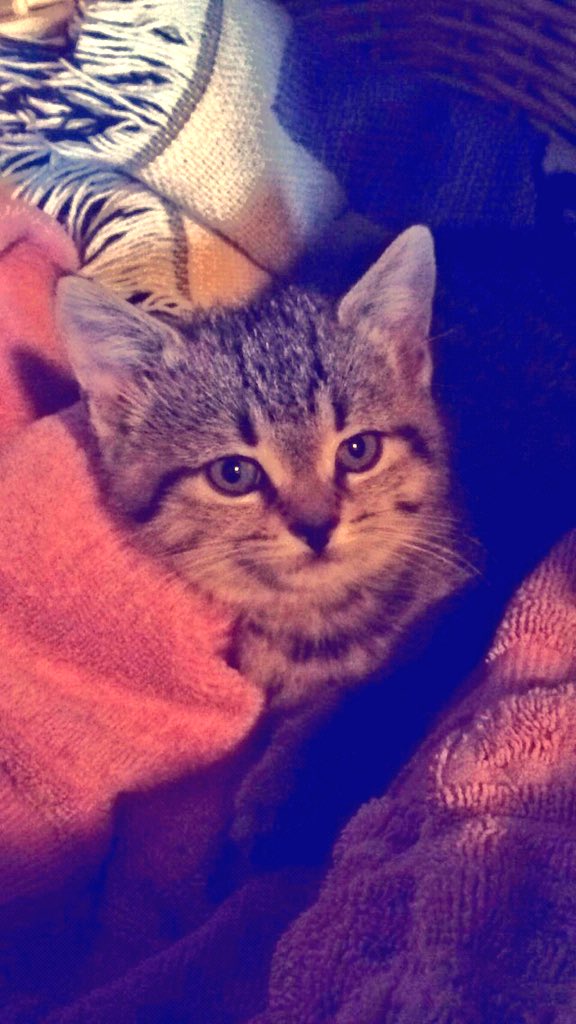 mattie_rush's tweet photo. @BlakesShow Welcomed this little cutie to the family today 💜 #PetThursday #MyFirstKitty #WontBecomeCrazyCatLady https://t.co/81NukXjIYK