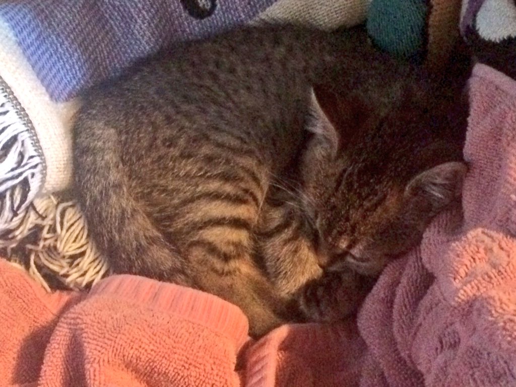 mattie_rush's tweet photo. @BlakesShow Welcomed this little cutie to the family today 💜 #PetThursday #MyFirstKitty #WontBecomeCrazyCatLady https://t.co/81NukXjIYK