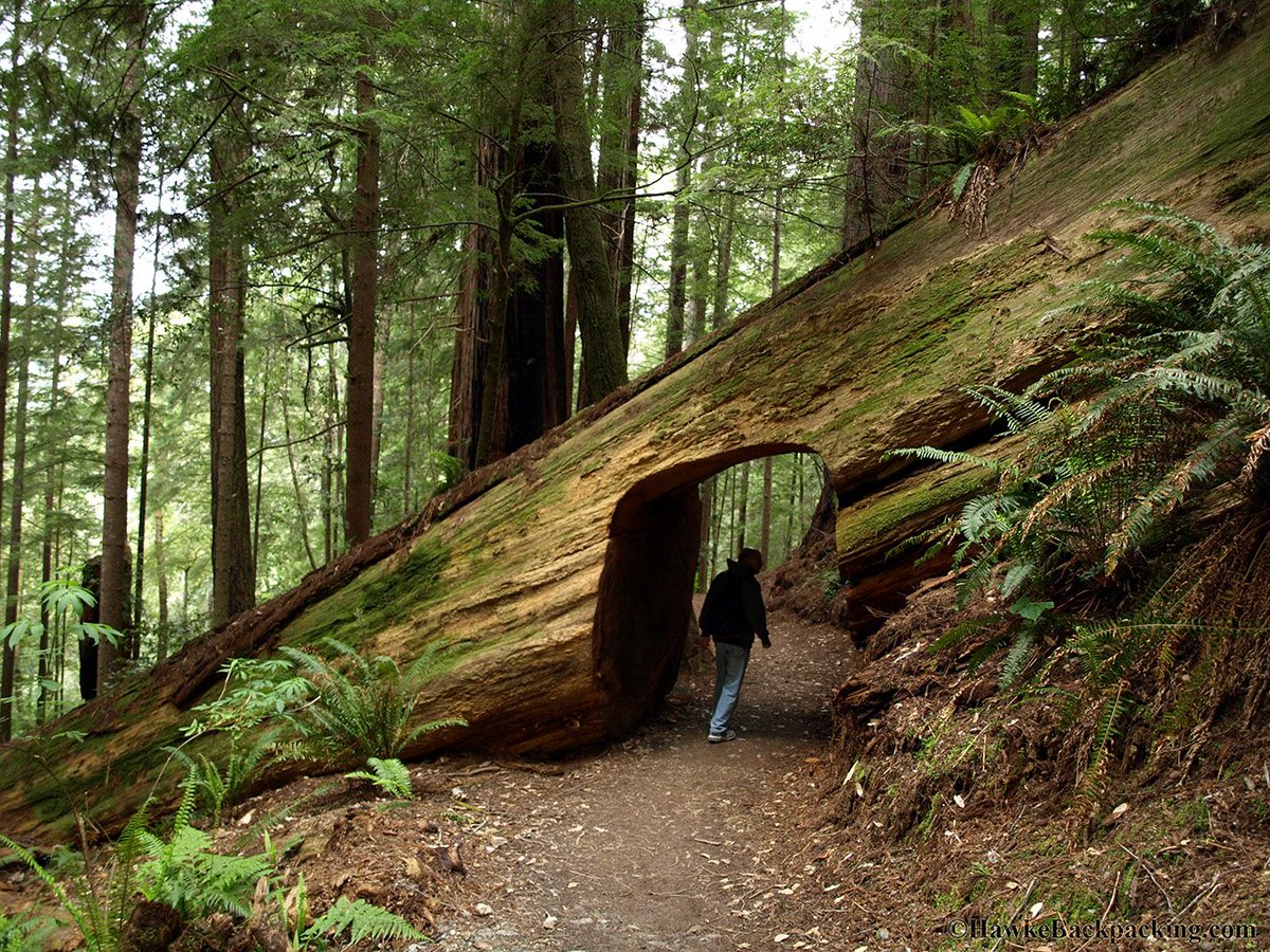 BeautyAMERlCA's tweet photo. Redwood National Park California https://t.co/mRzPNTZstM