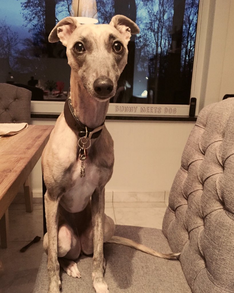 BunnyMeetsDog's tweet photo. Where's my dinner 🍴 Chloë 🎀 #whippet #greyhound #sighthound #fastdog #lovemywhippet #dog #girl #bunnymeetsdog https://t.co/zdIa7CpVEN