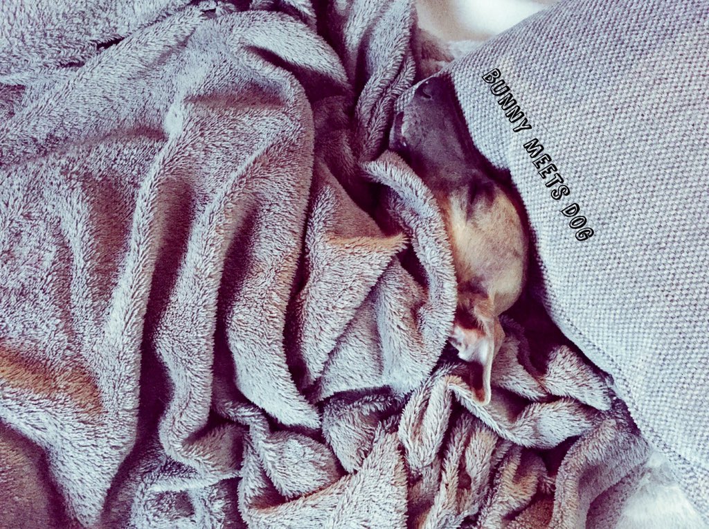 BunnyMeetsDog's tweet photo. My other sleeping beauty 💤 Chloë 🎀 #whippet #greyhound #sighthound #fastdog #lovemywhippet #sleep #bunnymeetsdog https://t.co/EnvFQ8uvsN