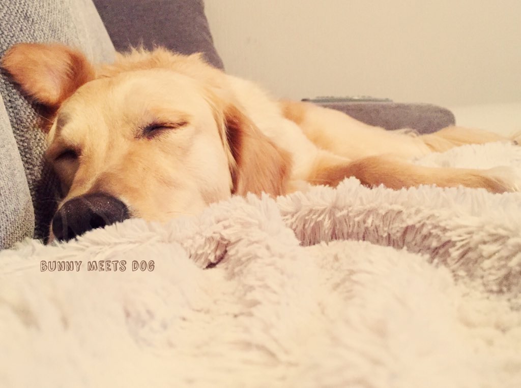 BunnyMeetsDog's tweet photo. My sleeping beauty 💤 Lilly 🎀 #goldenretriever #adopt #dontshopadopt #vzwanimaltrust #sleepy #bunnymeetsdog https://t.co/DOopyjHebZ