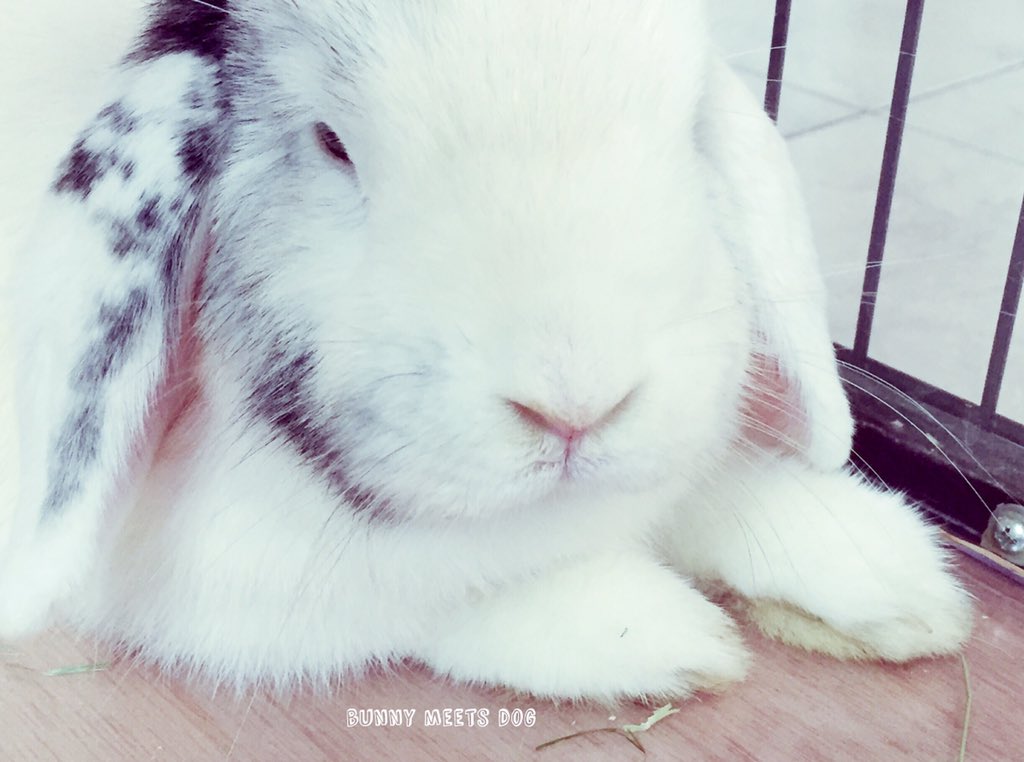 BunnyMeetsDog's tweet photo. Lazy sunday 💤 Fleur 🎀 #bunny #rabbit #bunnyrabbit #lopear #minilop #lovemybunny #lazysunday #bunnymeetsdog https://t.co/YmNYgUx9ku