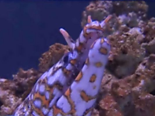 KGWNews's tweet photo. Embattled Portland Aquarium to close; owners looking for bigger location https://t.co/oLS0i6VyNk https://t.co/45Qtc3ObMy