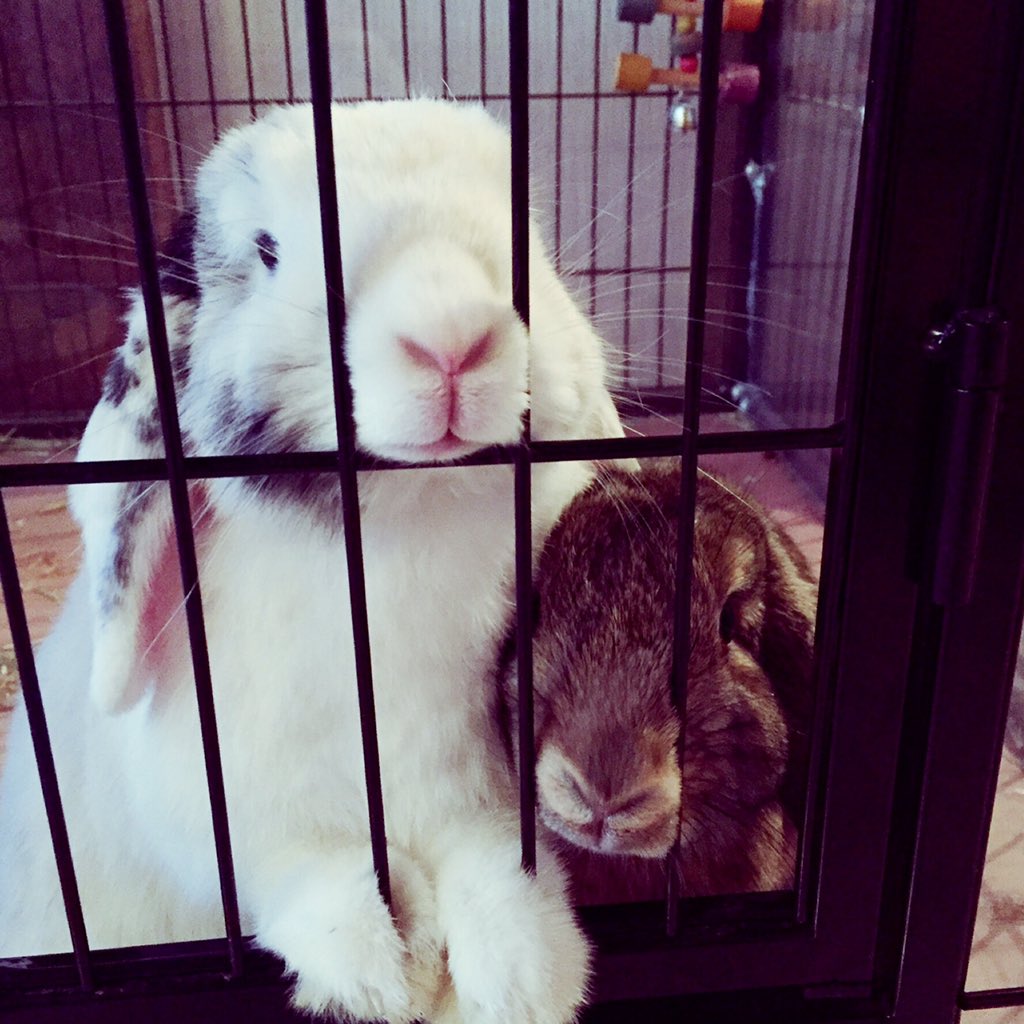 BunnyMeetsDog's tweet photo. Please feed us 🌱 Fleur &amp; Fee 🎀 #bunny #rabbit #bunnyrabbit #minilop #dwarf #lopear #hungry #bunnymeetsdog #girl https://t.co/YAtkzYr97c