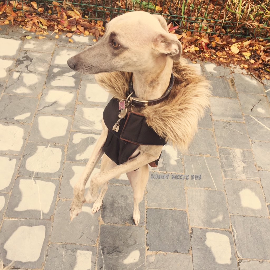 BunnyMeetsDog's tweet photo. Brrrrr... Freezing cold today ❄️ Chloë 🎀 #whippet #greyhound #sighthound #fastdog #lovemywhippet #bunnymeetsdog https://t.co/qqYk24Q1tM