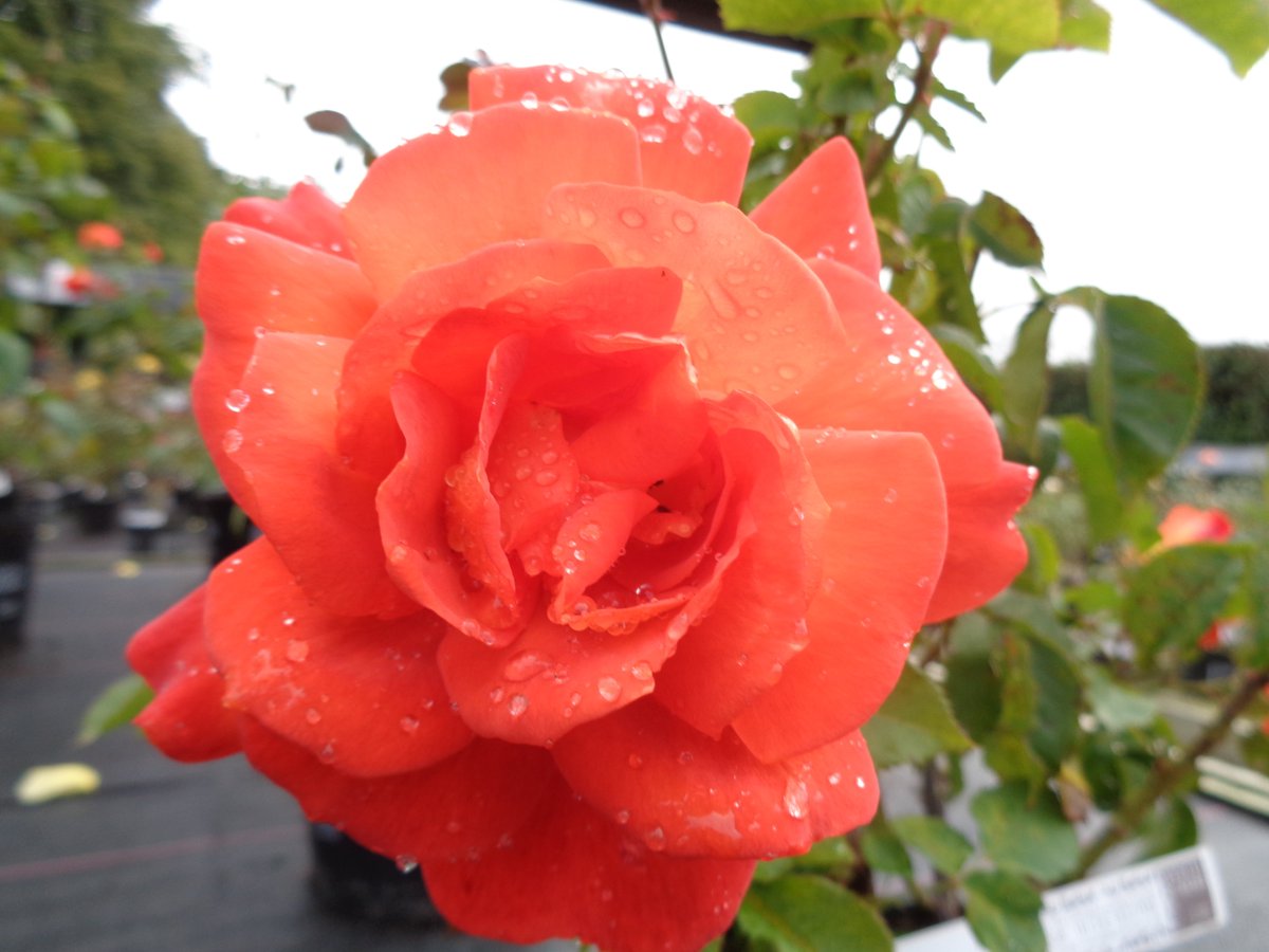 WychCrossGC's tweet photo. A Star Wars rose I hear you cry?? 'Super Trouper' will do methinks... https://t.co/MIz23dYVVp