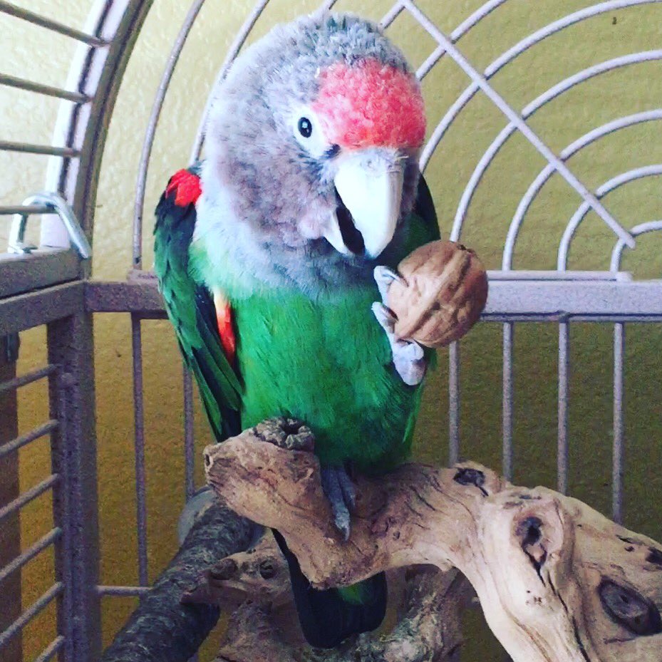 Birdzhaven's tweet photo. Luna is trying to find her way into the walnut.#parrot #cape #walnut #nutrition #birdzhaven #loro #bird https://t.co/v2VrpkCudV