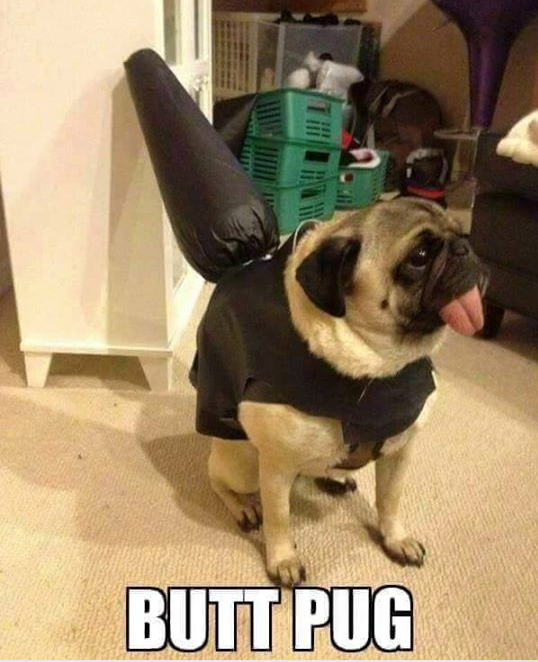 HumanOilMovie's tweet photo. Because it's Christmas. That's why. #ButtPug #tistheseason4giving https://t.co/T4Z0QdgYm5